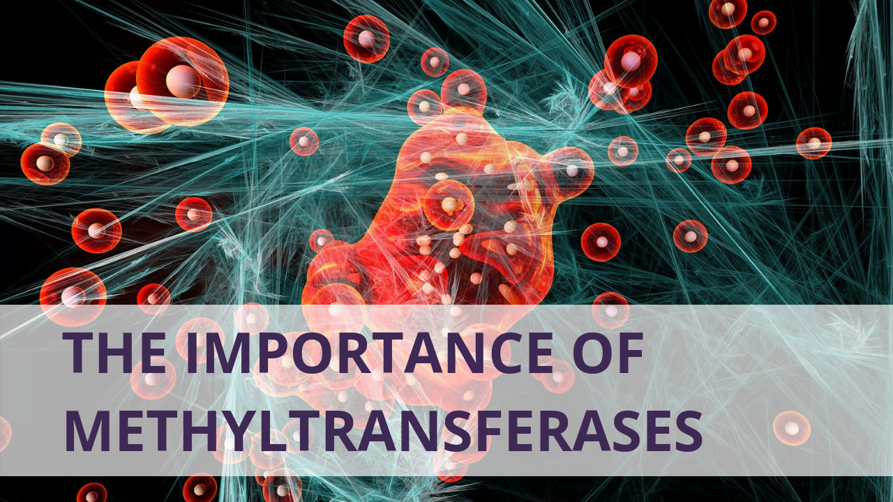 The Importance Of Methyltransferases